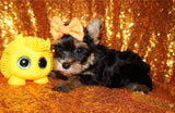 Yorkie Puppies