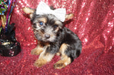 Yorkie Puppies