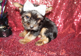 Yorkie Puppies