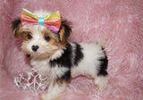 Yorkie Puppies