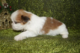 Shih Tzu Puppies