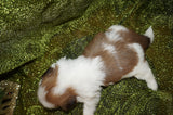Shih Tzu Puppies