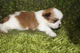 Shih Tzu Puppies