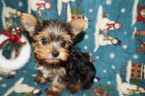 Yorkie Puppies