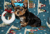 Yorkie Puppies