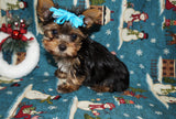 Yorkie Puppies