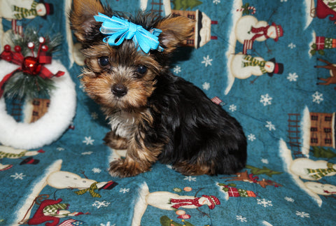 Yorkie Puppies