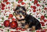 Yorkie Puppies