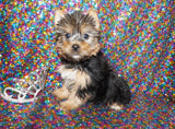 Yorkie Puppies