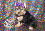 Yorkie Puppies