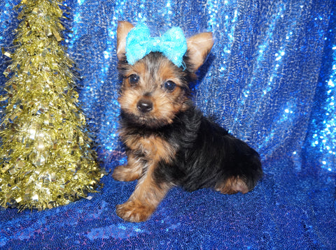 Yorkie Puppies