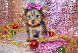 Yorkie Puppies