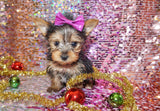 Yorkie Puppies