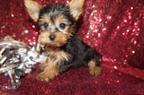 Yorkie Puppies