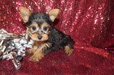 Yorkie Puppies