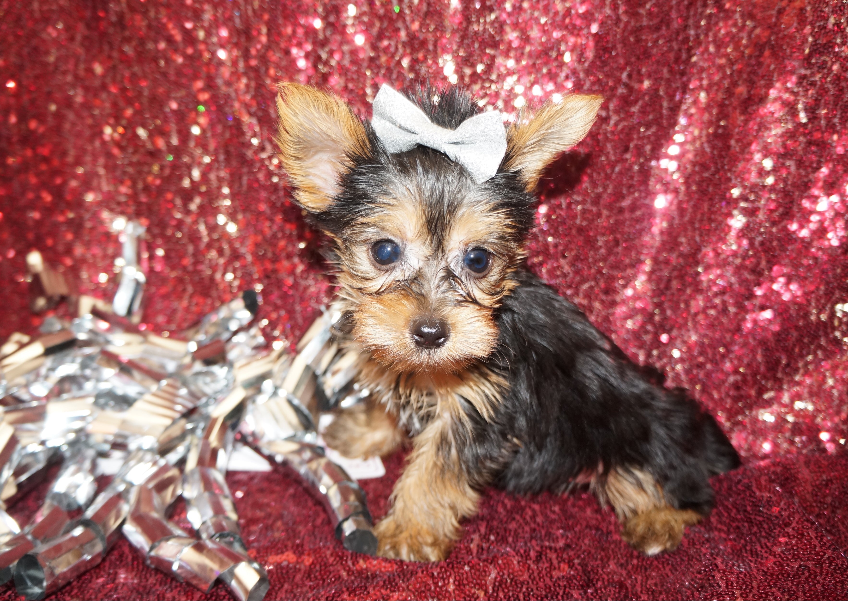 Yorkie Puppies