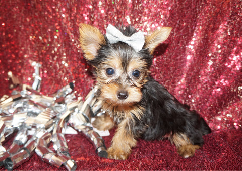 Yorkie Puppies