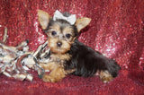 Yorkie Puppies