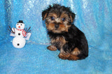Yorkie Puppies