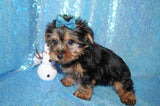 Yorkie Puppies