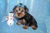 Yorkie Puppies