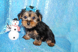 Yorkie Puppies