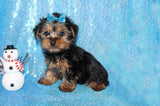 Yorkie Puppies
