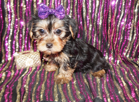 Yorkie Puppies