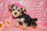 ***FLASH SALE*** Poppy Yorkshire Terrier Yorkie Female Black And Gold Born 1-1-2024 Click Here For More Info