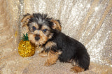 SALE!! Alonzo Yorkie Yorkshire Terrier Male Black And Gold Born 1-1-2024 Click Here For More Info