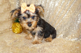 SALE!! Alonzo Yorkie Yorkshire Terrier Male Black And Gold Born 1-1-2024 Click Here For More Info
