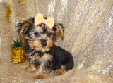 SALE!! Alonzo Yorkie Yorkshire Terrier Male Black And Gold Born 1-1-2024 Click Here For More Info