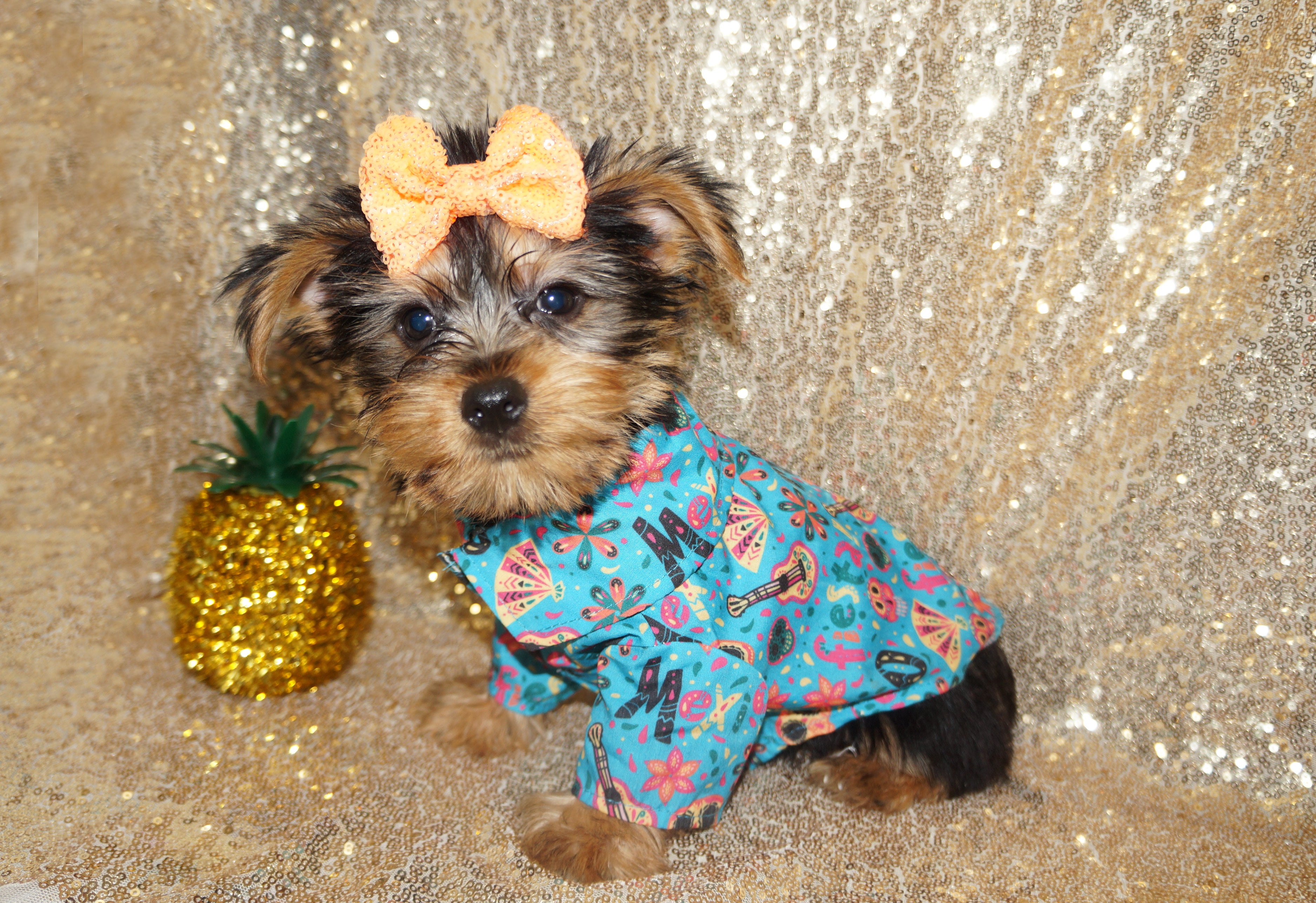 SALE!! Alonzo Yorkie Yorkshire Terrier Male Black And Gold Born 1-1-2024 Click Here For More Info