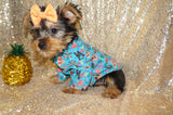 SALE!! Alonzo Yorkie Yorkshire Terrier Male Black And Gold Born 1-1-2024 Click Here For More Info