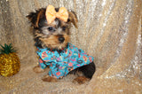 SALE!! Alonzo Yorkie Yorkshire Terrier Male Black And Gold Born 1-1-2024 Click Here For More Info
