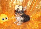 ****FLASH SALE***Mouse Yorkshire Terrier Yorkie Male Born 2-8-2024 Black/Gold Click Here For More Info.
