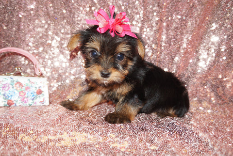 Yorkie Puppies