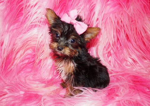 Yorkie Puppies