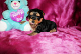 Yorkie Puppies
