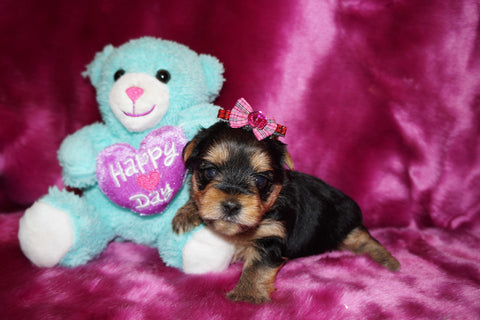 Yorkie Puppies