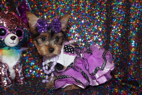 Yorkie Puppies