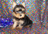 Yorkie Puppies