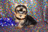 Yorkie Puppies