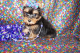 Yorkie Puppies