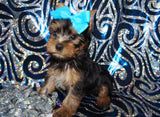 Yorkie Puppies