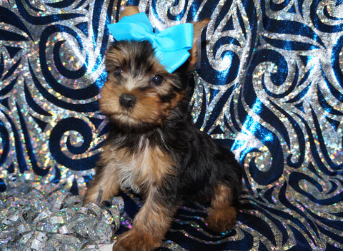 Yorkie Puppies