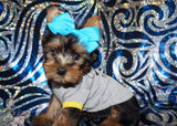 Yorkie Puppies