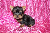 Yorkie Puppies