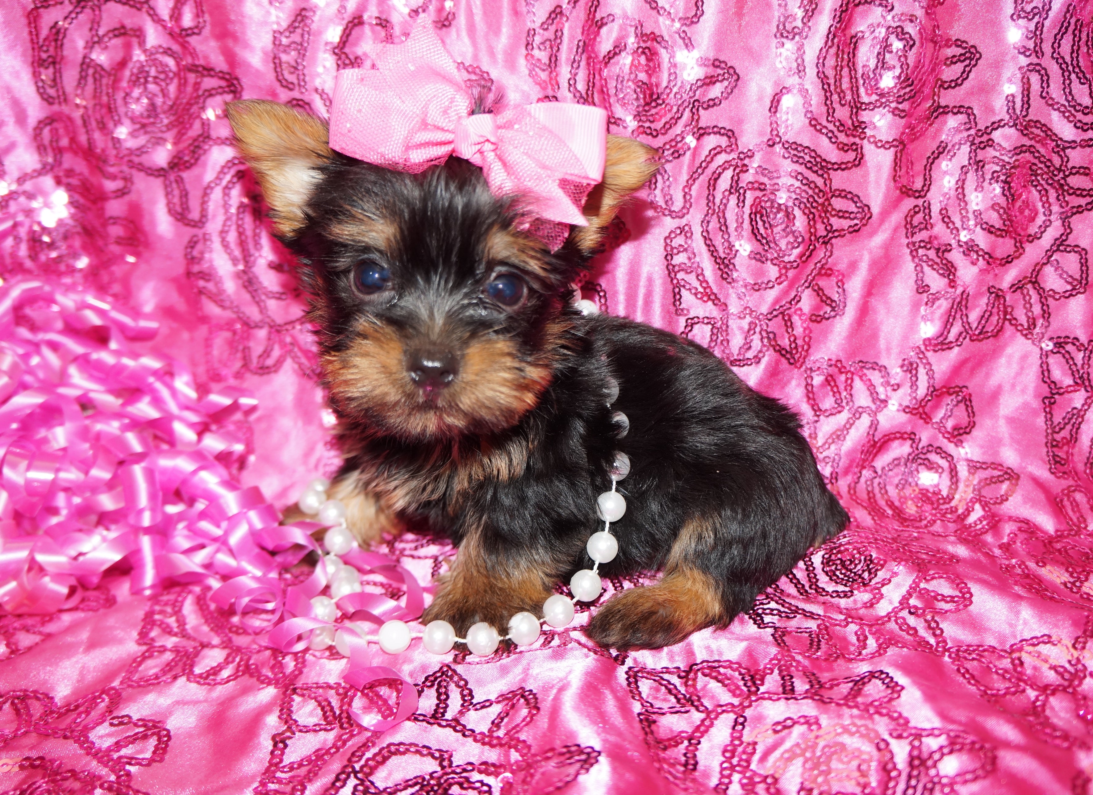 Yorkie Puppies