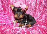 Yorkie Puppies
